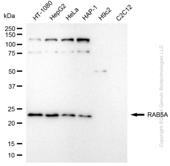 RAB5A antibody