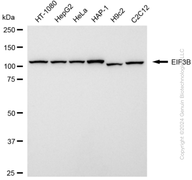 EIF3B antibody