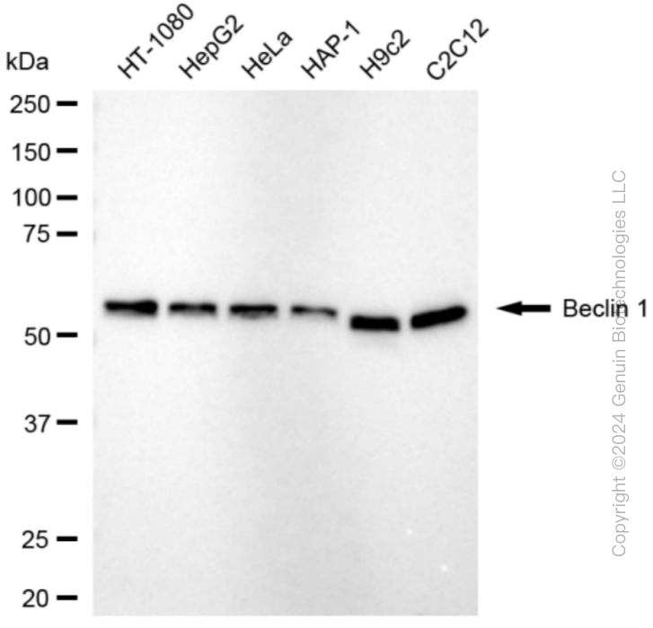 BECN1 antibody