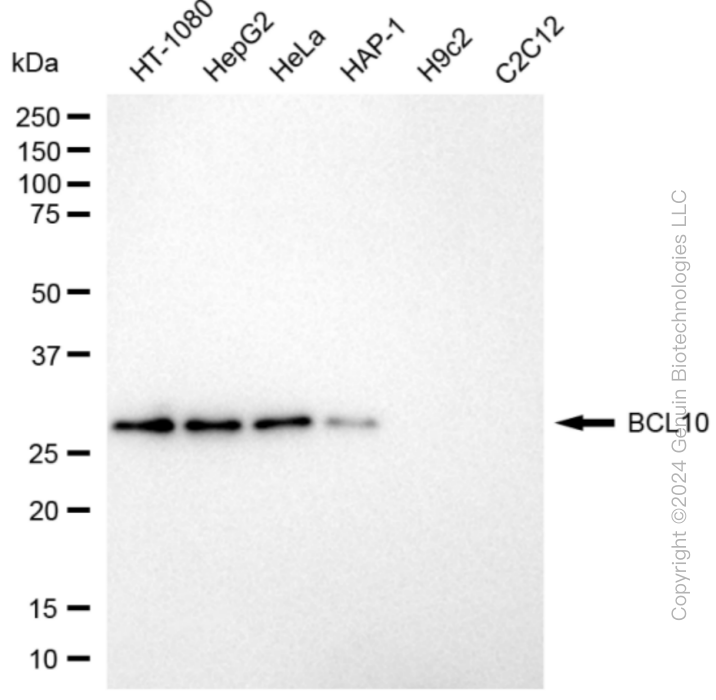 BCL10 antibody