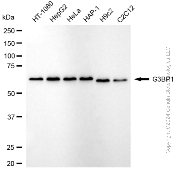 G3BP1 antibody