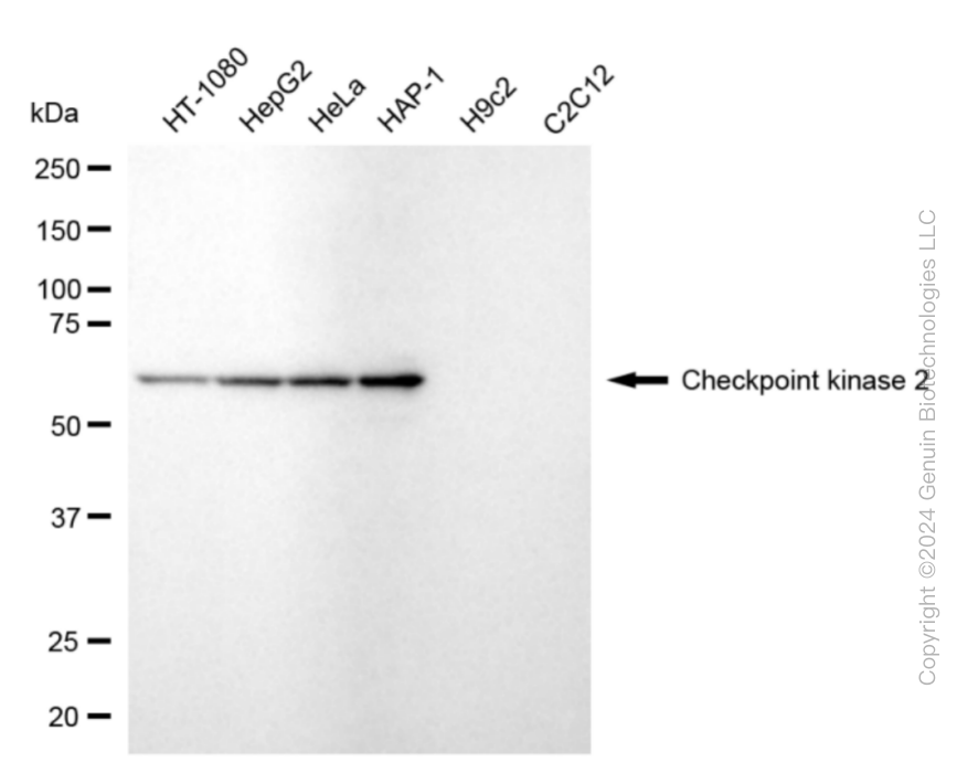 CHEK2 antibody