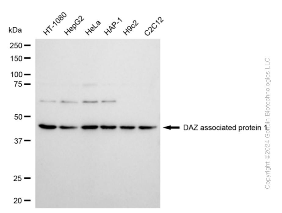 DAZAP1 antibody