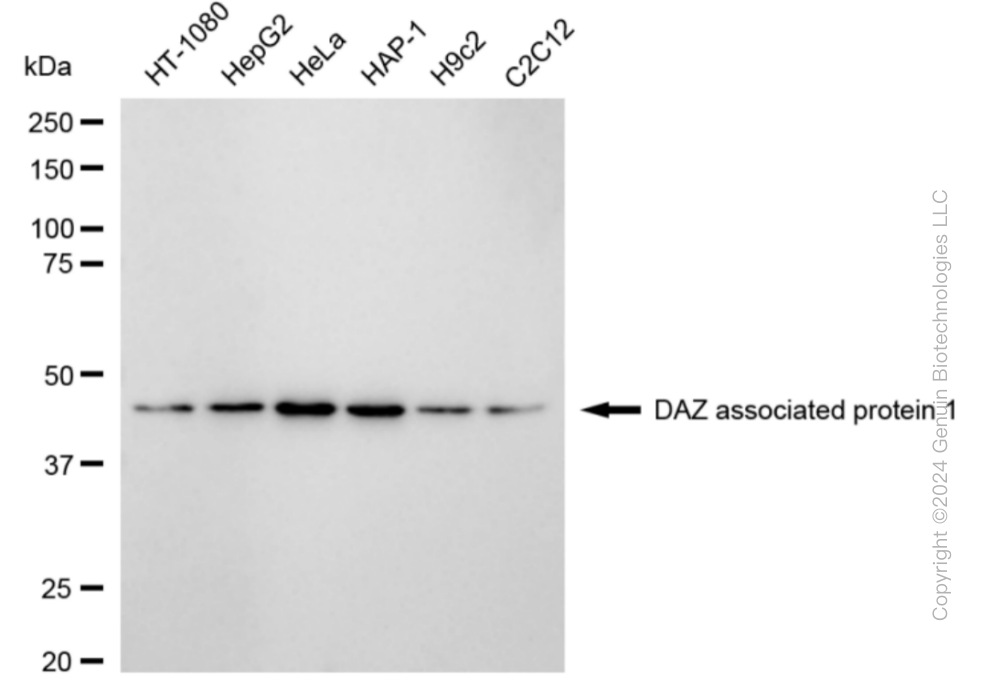 DAZAP1 antibody