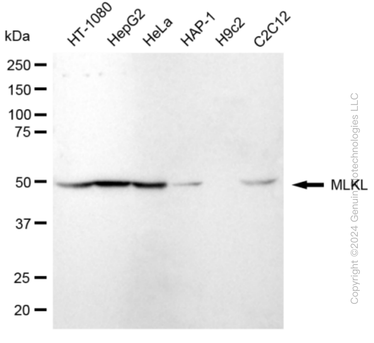 MLKL antibody