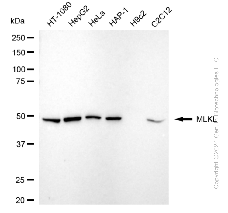 MLKL antibody
