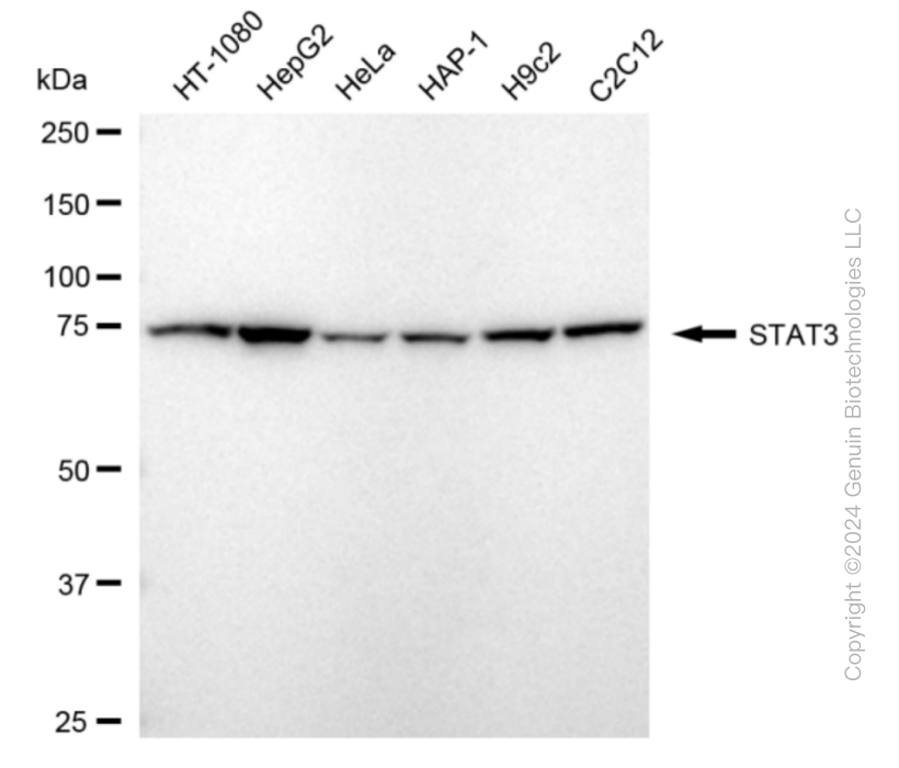 STAT3 antibody