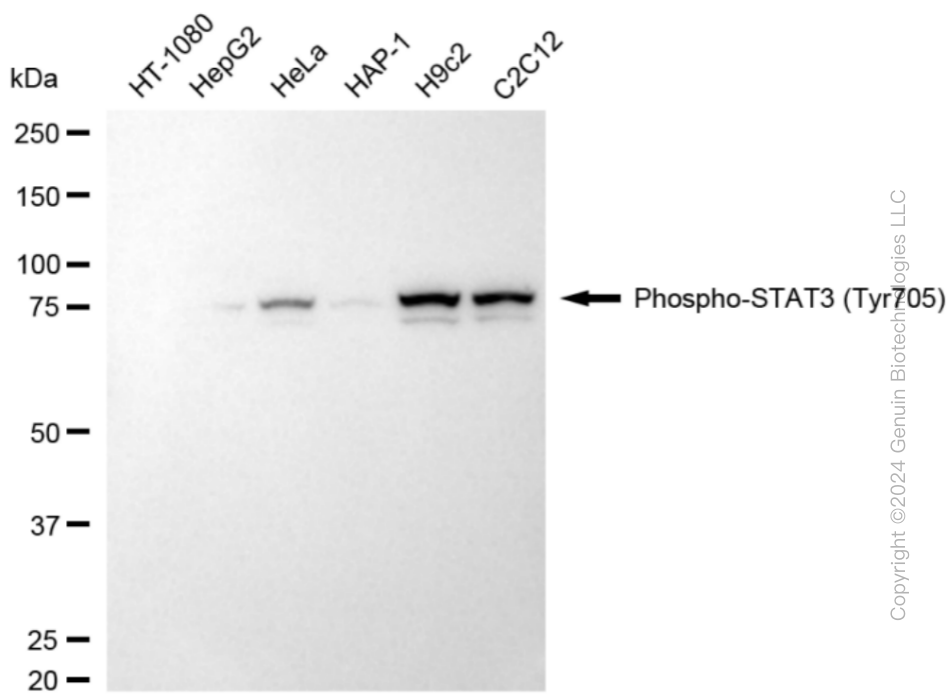 STAT3 antibody