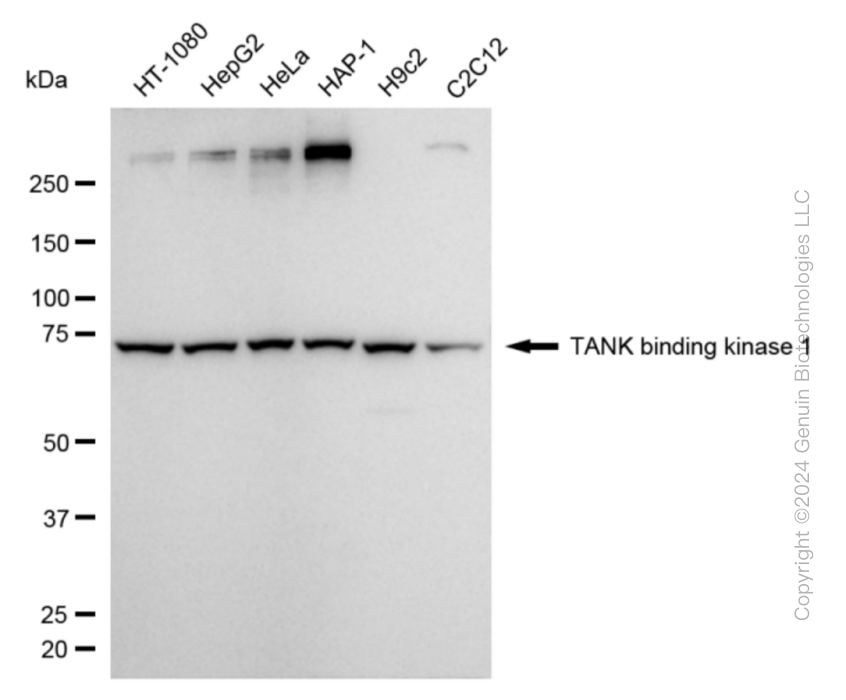 TBK1 antibody