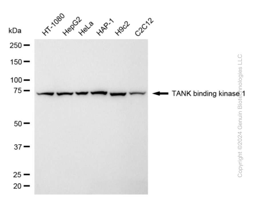 TBK1 antibody