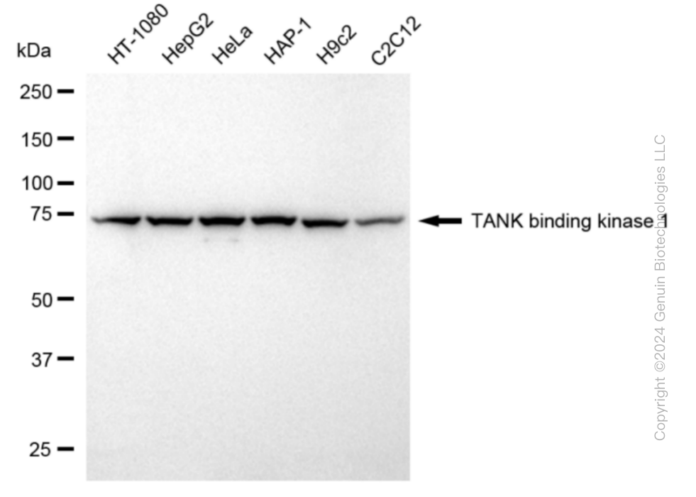 TBK1 antibody
