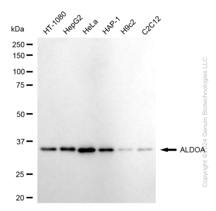 ALDOA antibody