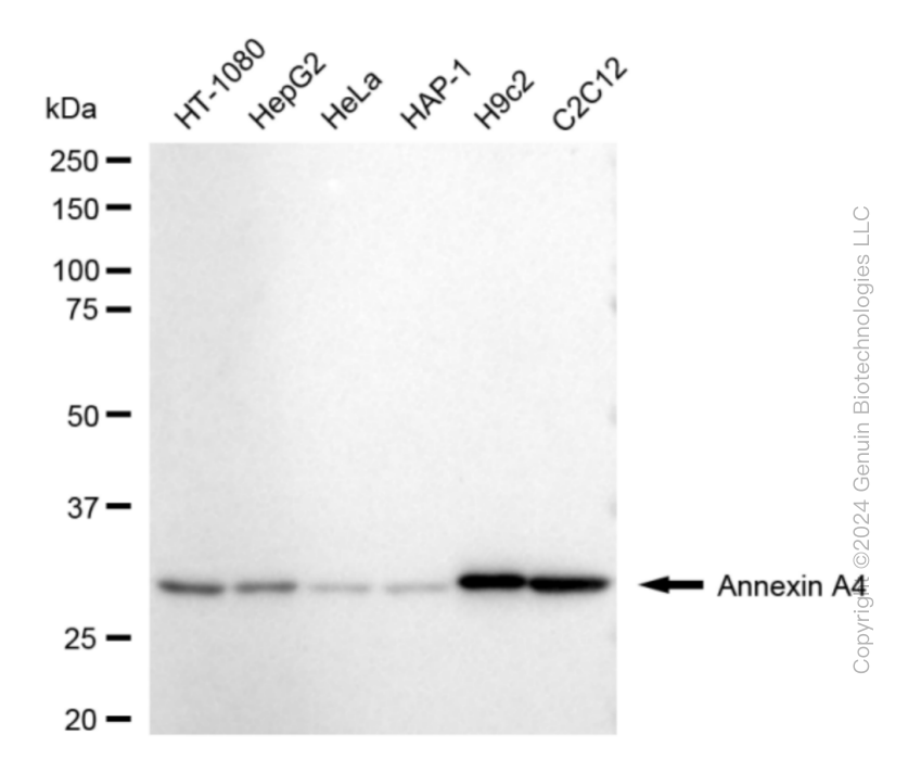 ANXA4 antibody