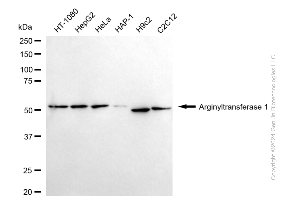 ATE1 antibody