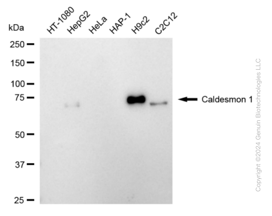 CALD1 antibody