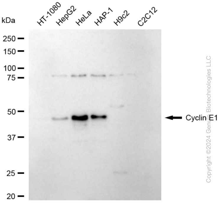 CCNE1 antibody