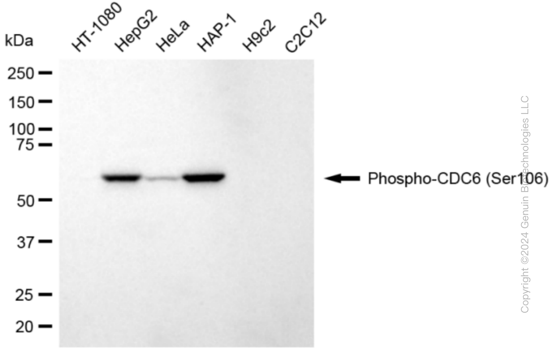 CDC6 antibody