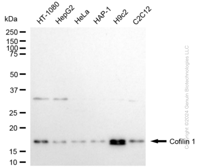 CFL1 antibody