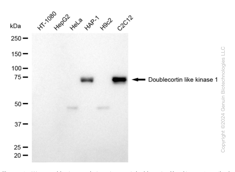 DCLK1 antibody