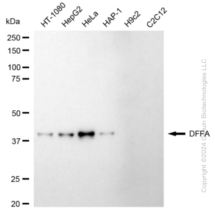 DFFA antibody