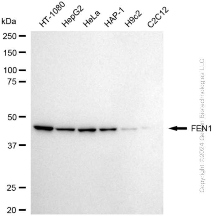 FEN1 antibody