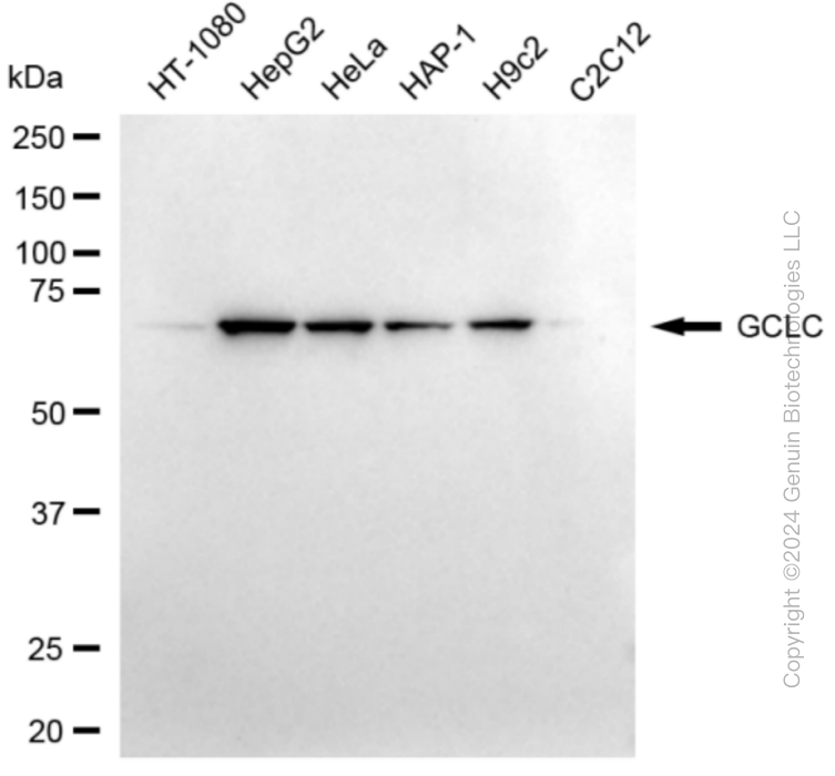 GCLC antibody