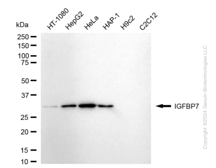 IGFBP7 antibody
