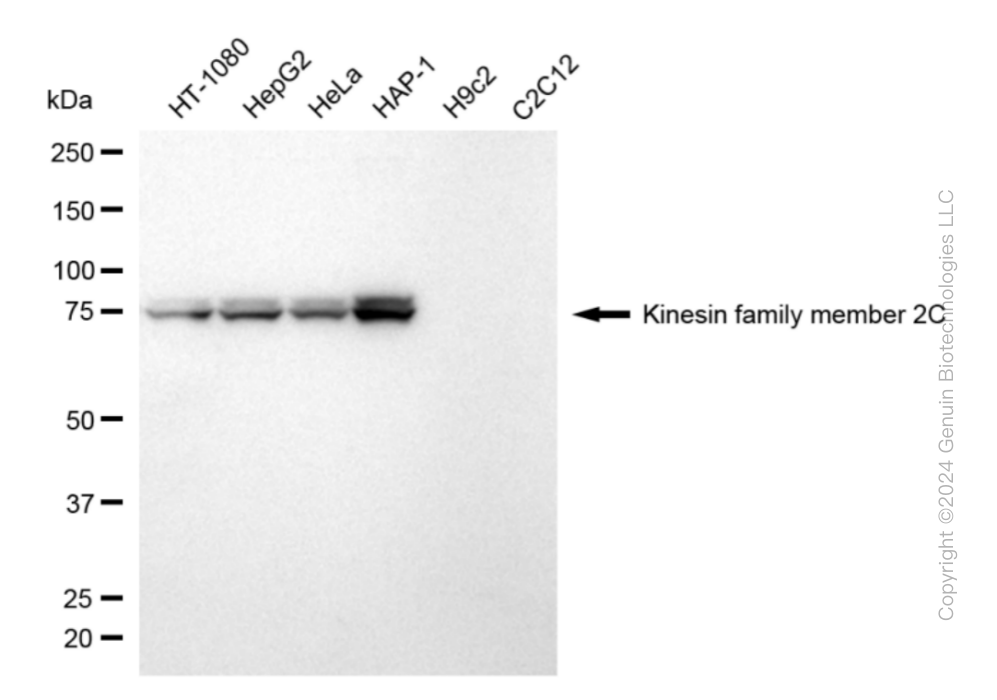KIF2C antibody
