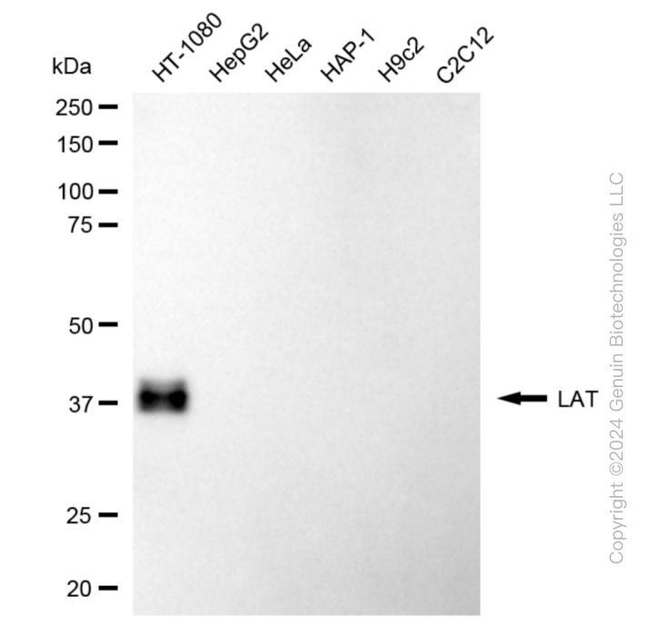 LAT antibody