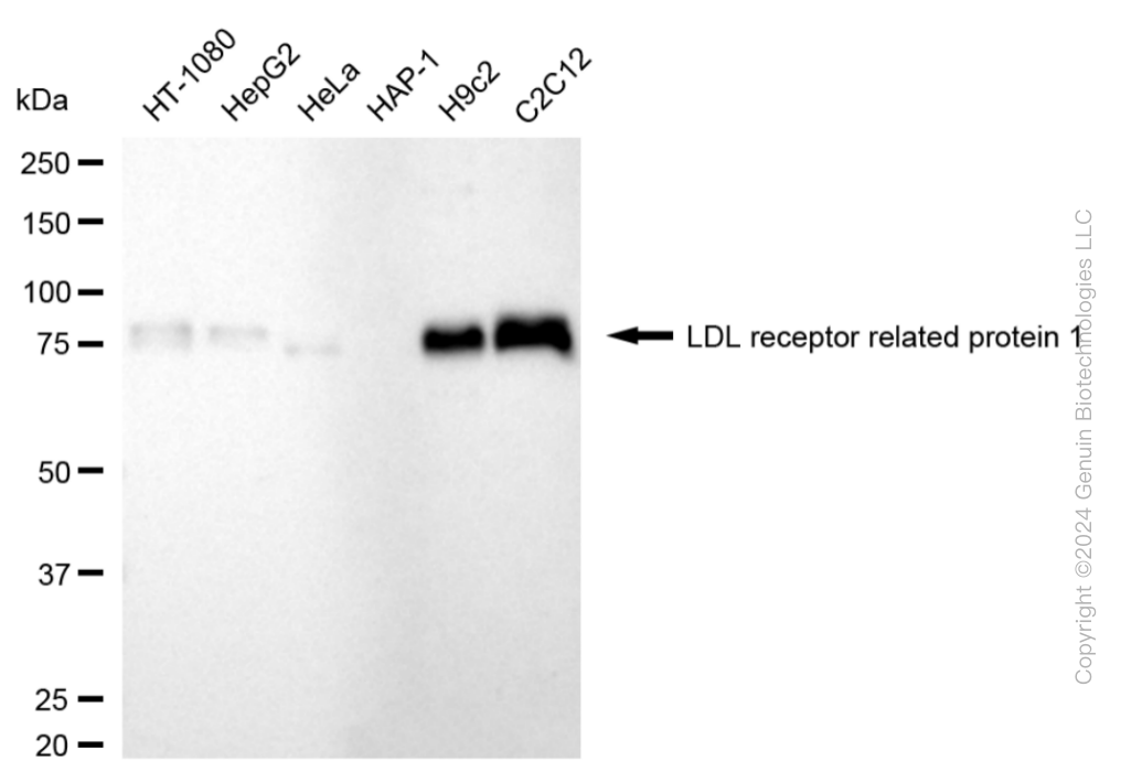 LRP1 antibody