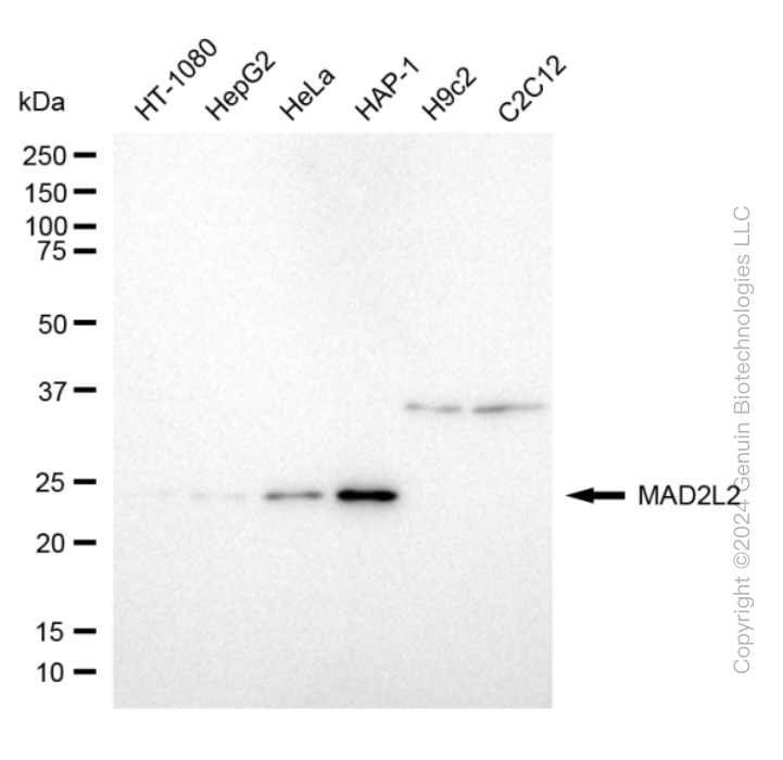 MAD2L2 antibody