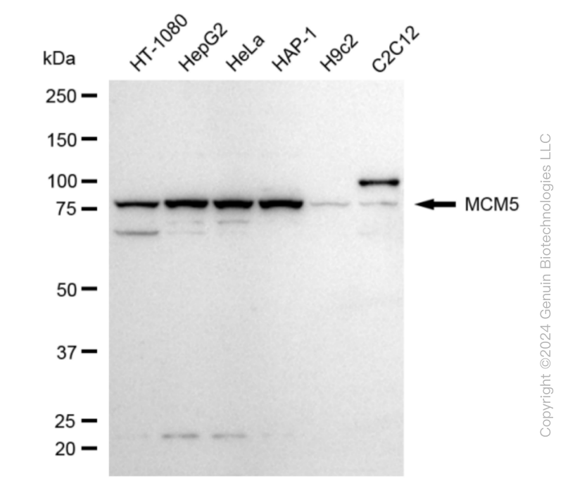 MCM5 antibody