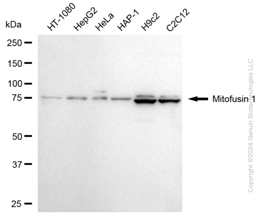 MFN1 antibody
