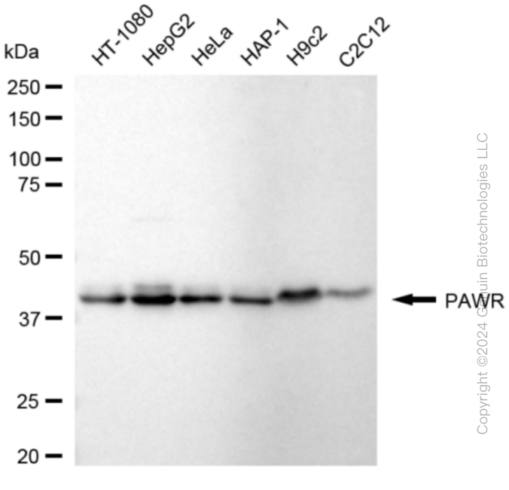 PAWR antibody