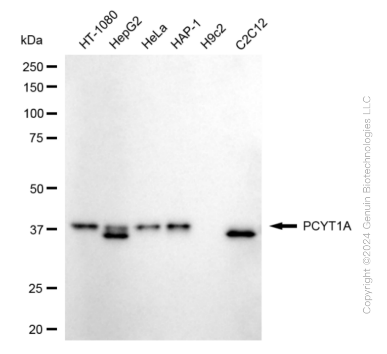 PCYT1A antibody