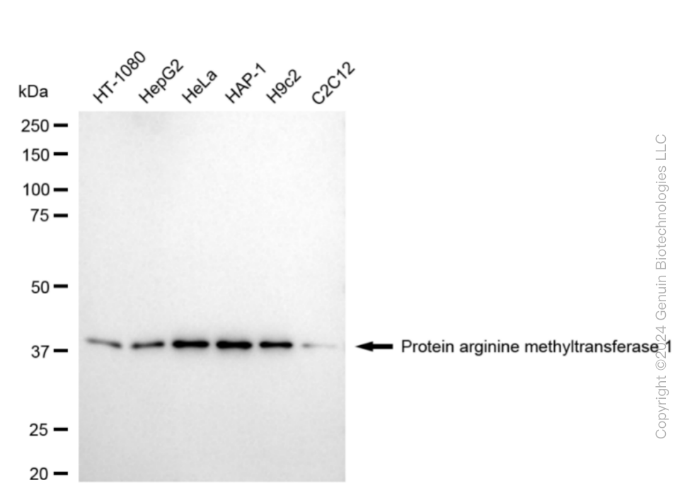PRMT1 antibody