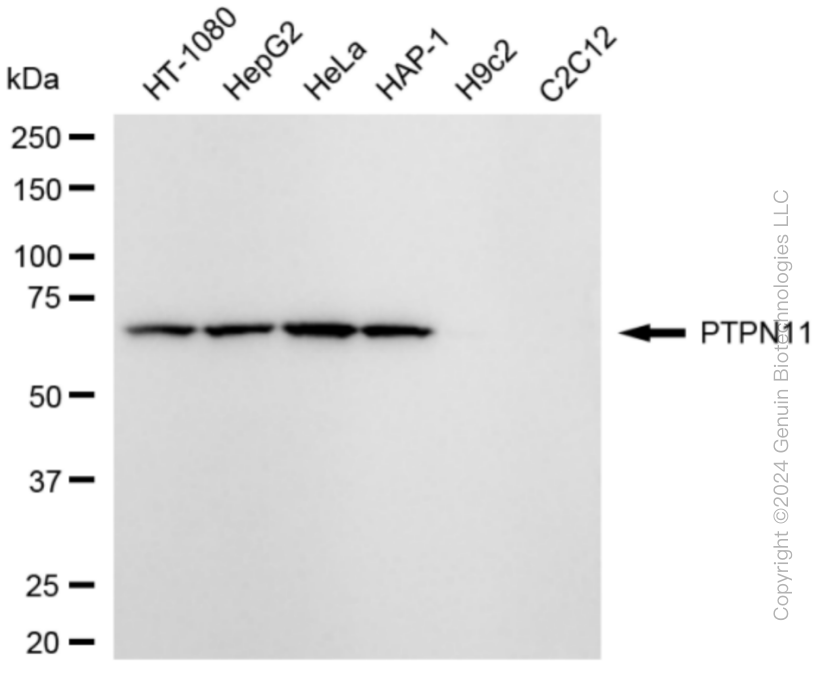 PTPN11 antibody