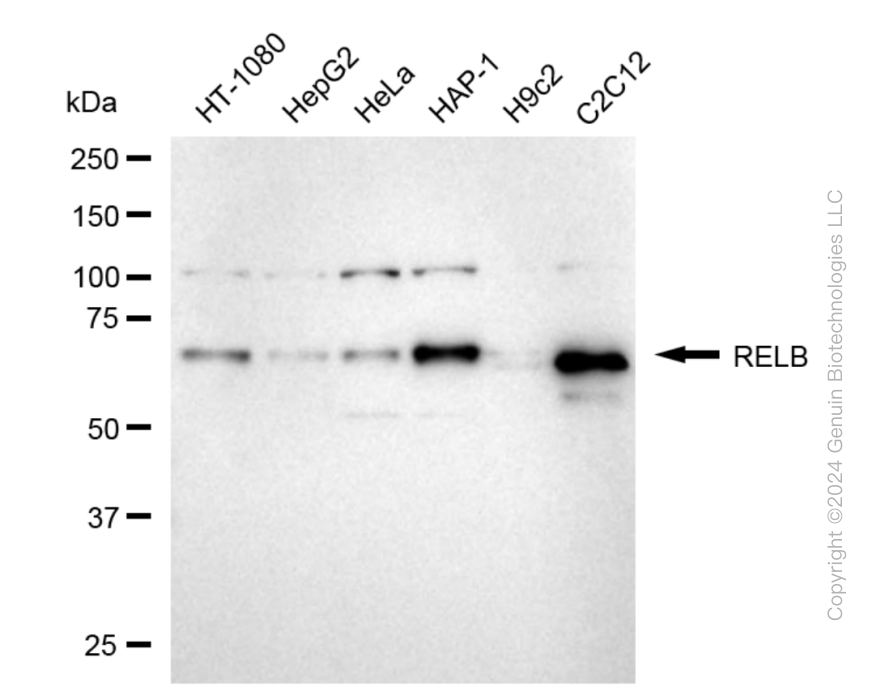 RELB antibody