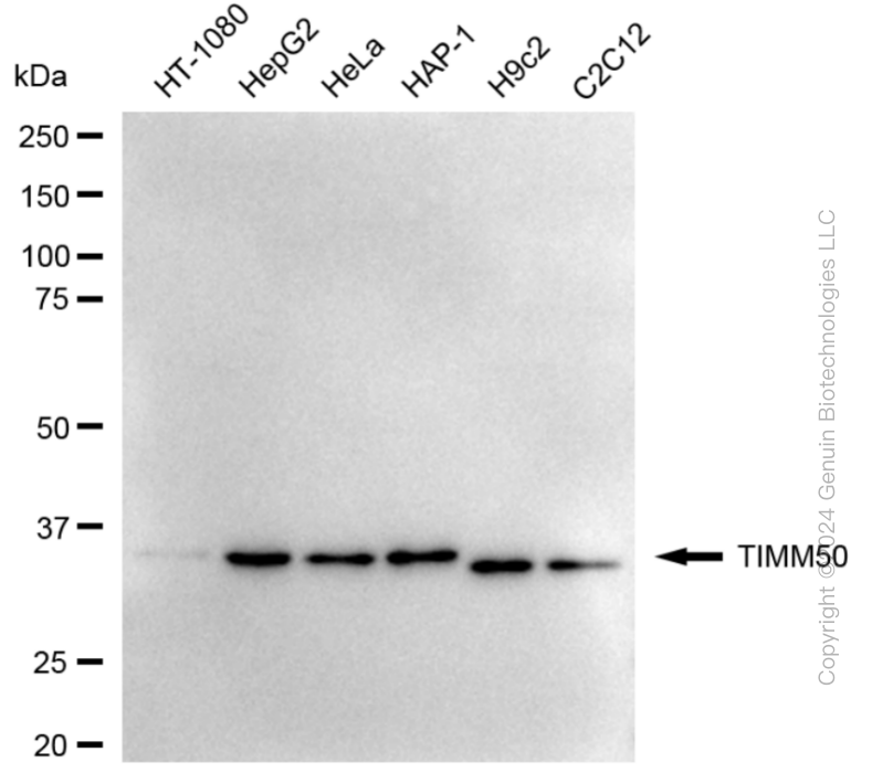 TIMM50 antibody