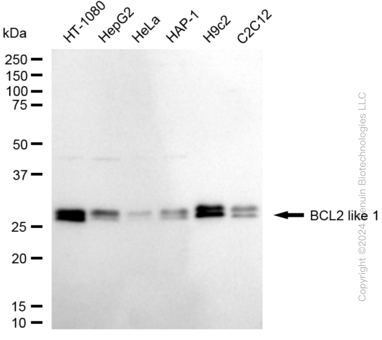 BCL2L1 antibody