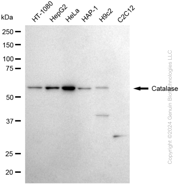 CAT antibody