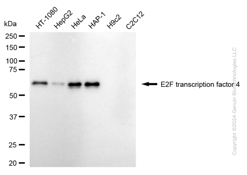 E2F4 antibody