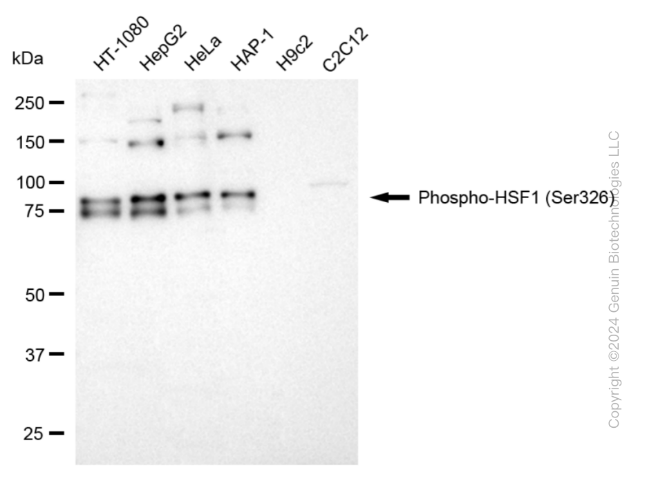 HSF1 antibody