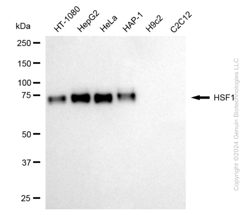 HSF1 antibody