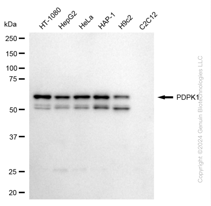 PDPK1 antibody
