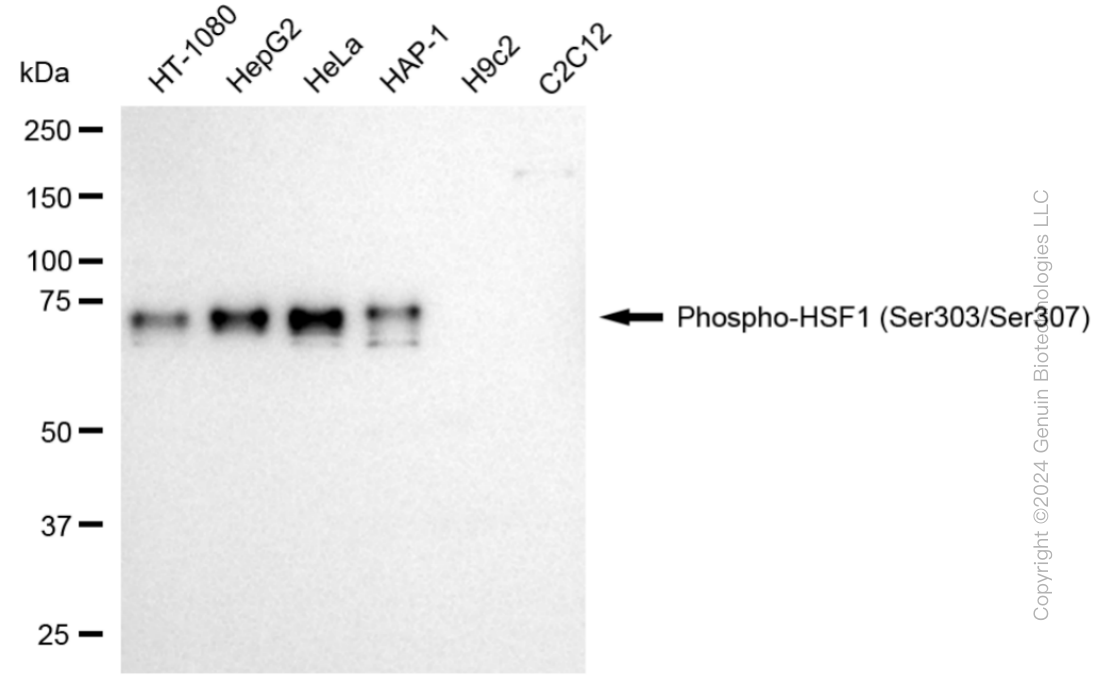 HSF1 antibody