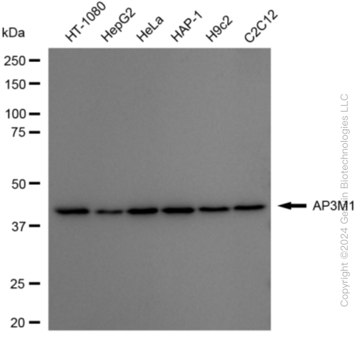 AP3M1 antibody