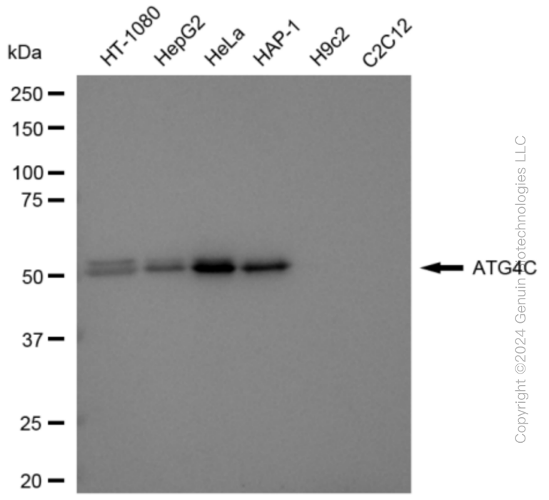 ATG4C antibody
