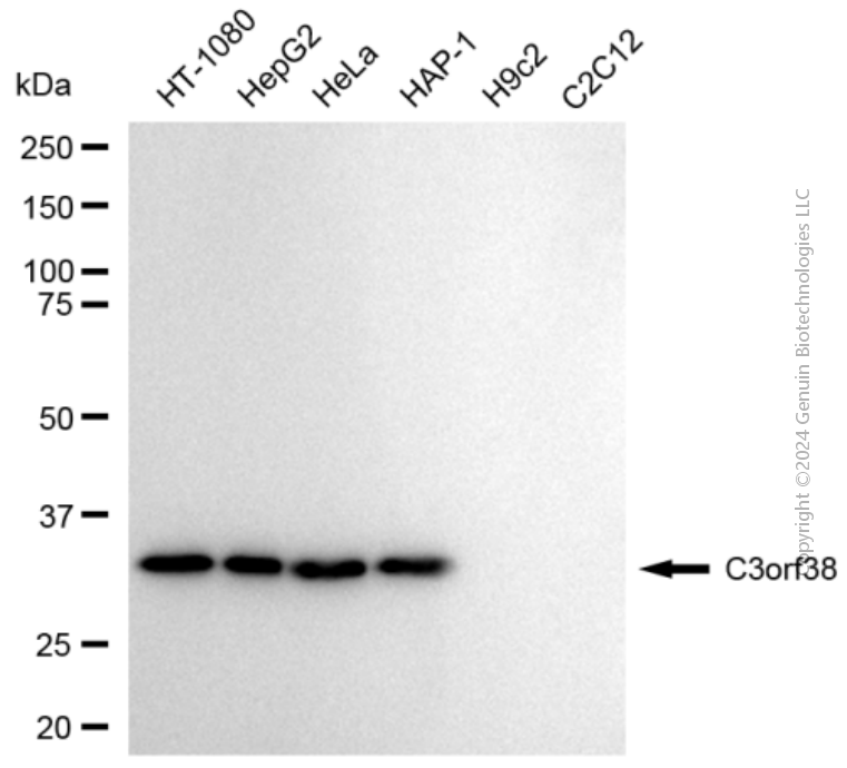 C3orf38 antibody