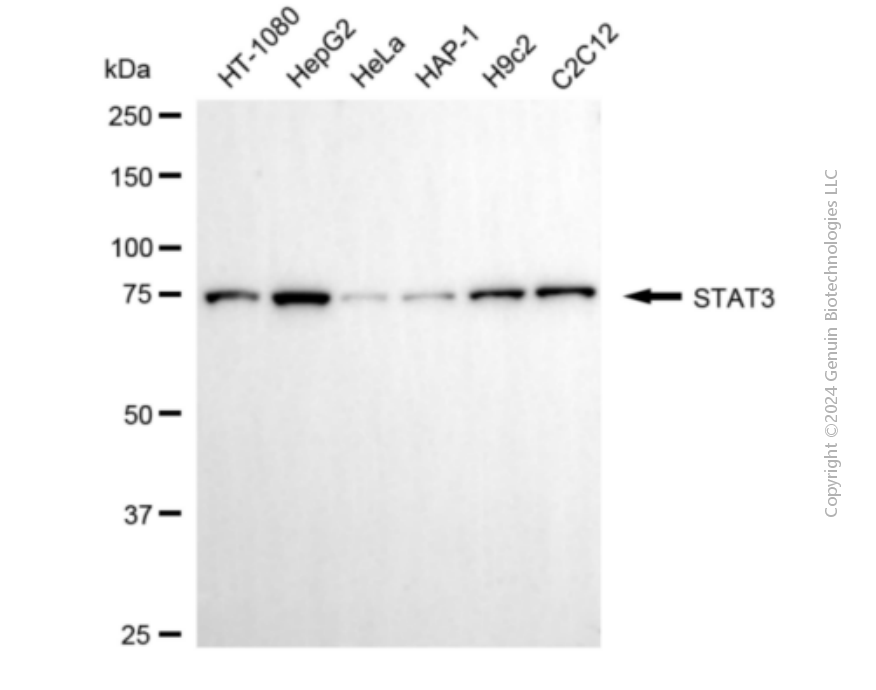 STAT3 antibody